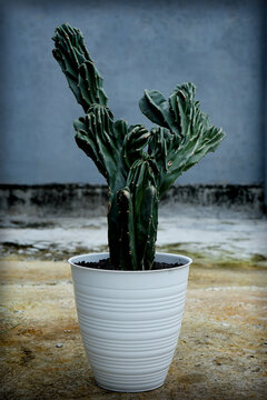 cereus peruvianus monstrose (wax cactus) in white plastic pot