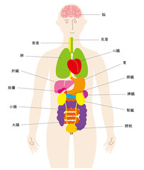 人の体と脳と臓器の楽しいイラスト、前面に泌尿器、日本語の名前入り