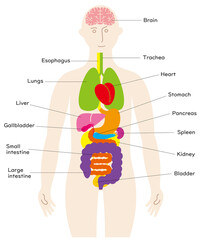 人の体と脳と臓器の楽しいイラスト、英語の名前入り