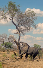 An elephant  pushing over a tree in Kruger national park, South Africa .