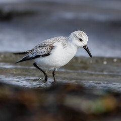 sanderling waterfowl waterbird at the beach