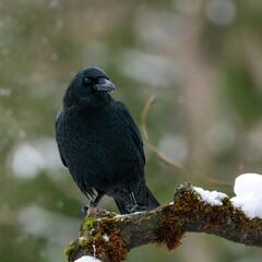 crow on a branch in snow