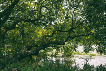 Old straight natural tree and green leaves on the river