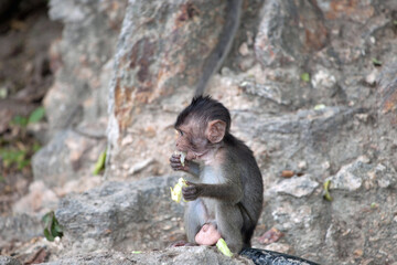 可愛いサル