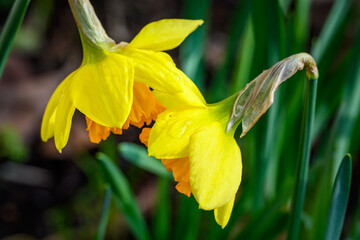 Sharing secrets, cheerful yellow daffodils leaning towards each other, signs of spring
