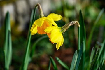 Sharing secrets, cheerful yellow daffodils leaning towards each other, signs of spring
