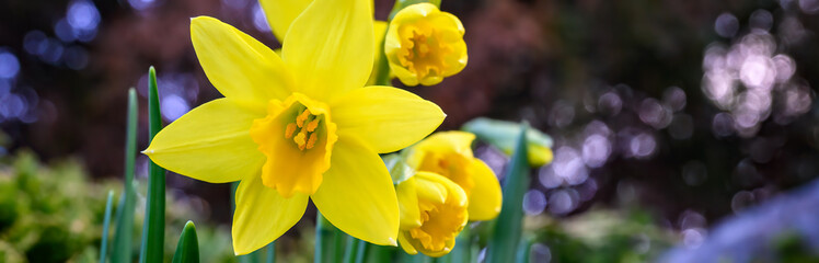 Happy yellow daffodils blooming in a garden are a cheerful sign of spring, as a nature background
