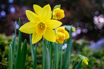 Fototapeta premium Happy yellow daffodils blooming in a garden are a cheerful sign of spring, as a nature background 