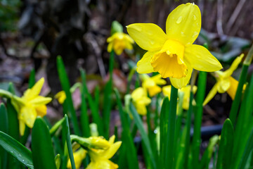 Fototapeta premium Happy yellow daffodils blooming in a garden are a cheerful sign of spring, as a nature background 