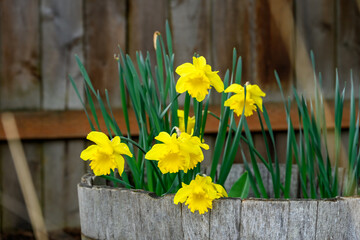 Cheerful yellow daffodils blooming in a rustic half wine barrel planter, signs of spring
