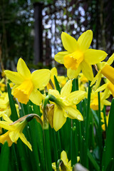 Happy yellow daffodils blooming in a garden are a cheerful sign of spring, as a nature background
