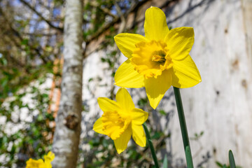 Happy yellow daffodils blooming in a garden are a cheerful sign of spring, as a nature background
