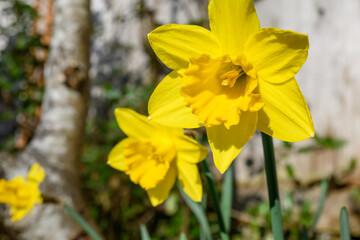 Happy yellow daffodils blooming in a garden are a cheerful sign of spring, as a nature background
