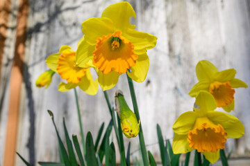 Fototapeta premium Happy yellow daffodils blooming in a garden are a cheerful sign of spring, as a nature background 