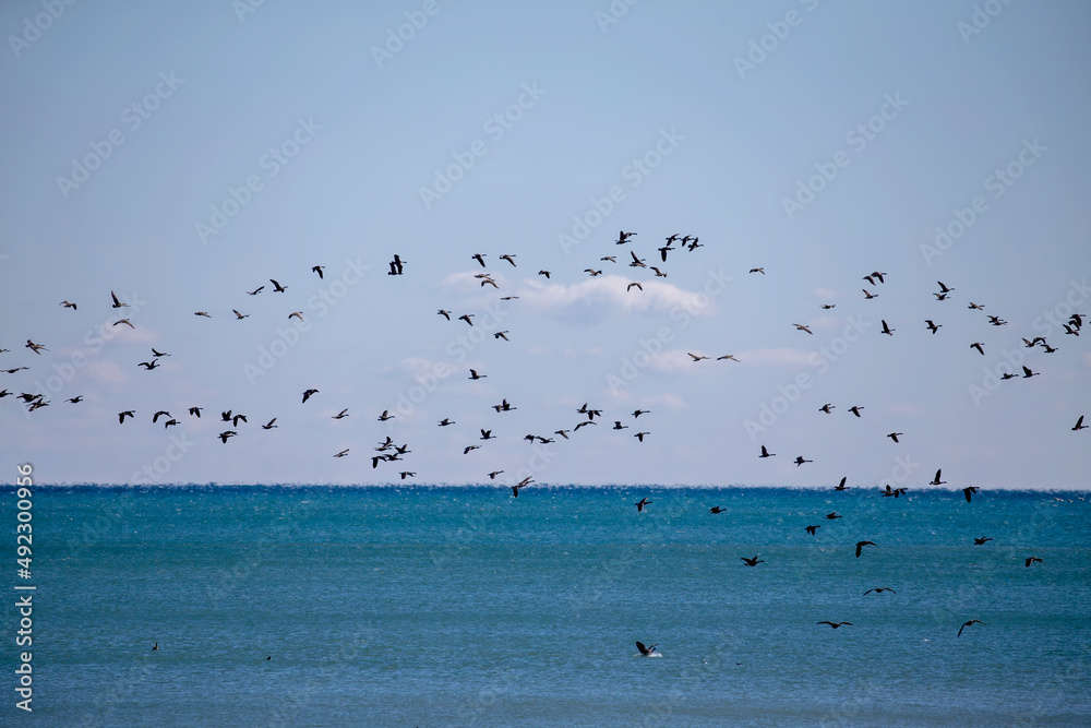 Poster a flock of canada geese (branta canadensis) flying over lake michigan