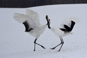a pair of beautiful Japanese Cranes, dancing on snow field, Hokkaido in Japan