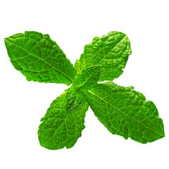 Mint leaf. Mint leaves isolated. Fresh mint on white background. For packaging design.