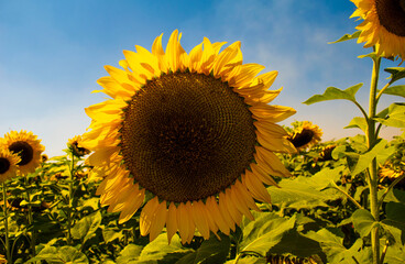 GIRASOLES
