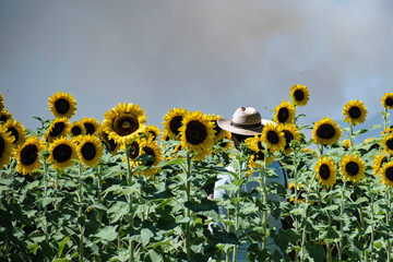 CAMPO DE GIRASOLES