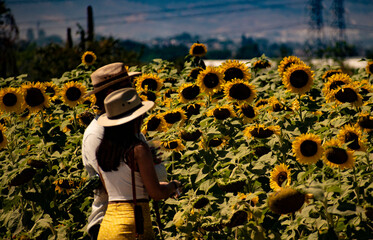 CAMPO DE GIRASOLES
