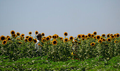 CAMPO DE GIRASOLES
