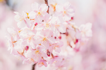 Beautiful pink cherry blossoms or sakura flowers in full bloom, Warm spring background, Nobody	