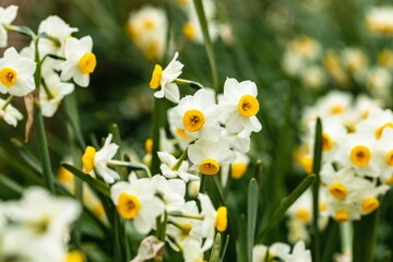 Narcissus flowers at Mt.shiude ( shonai peninsula ) , mitoyo city, Kagawa, Shikoku, Japan
