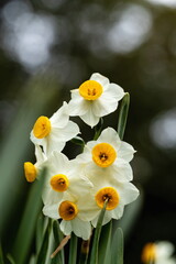 Narcissus flowers at Mt.shiude  ( shonai peninsula ) , mitoyo city, Kagawa, Shikoku, Japan	