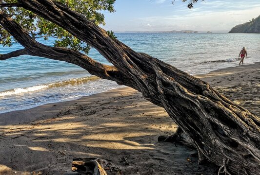 Beaches and jungle in the province of Guanacaste, Costa Rica