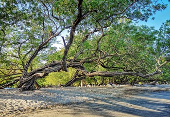 Beaches and jungle in the province of Guanacaste, Costa Rica
