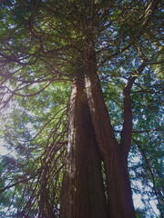 Fototapeta premium trees in the forest with blue sky