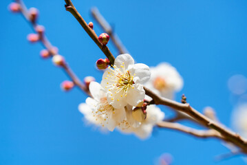青空をバックに、満開の白い花を咲かせる梅の花