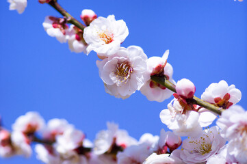 青空を背景に咲く、房になった梅の花