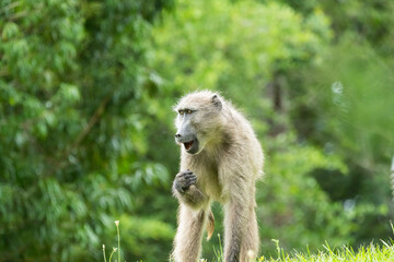 Chacma or Cape Baboon (Papio ursinus) with open mouth eating grass in the wild of South Africa
