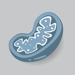 Mitochondria the powerhouse of the cell