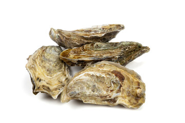 several closed oysters isolated on a white background