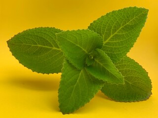 fresh oregano leaves on yellow background