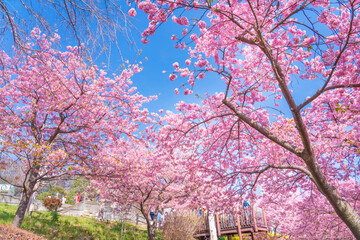 河津桜咲くまつだ桜まつり