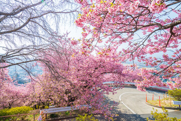 河津桜咲くまつだ桜まつり