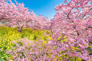 河津桜咲くまつだ桜まつり