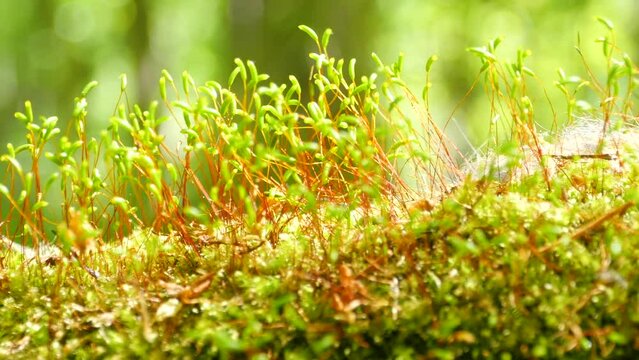 Green moss on a stump spring sunny day, macro