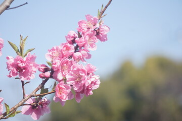 桃の花