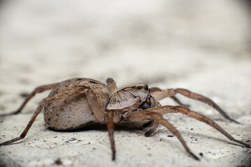 Wolf Spider Up Close Side View