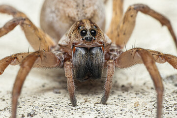 Wolf Spider Up Close Face
