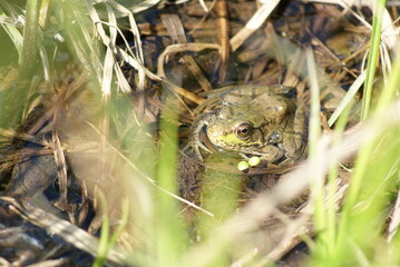Frog