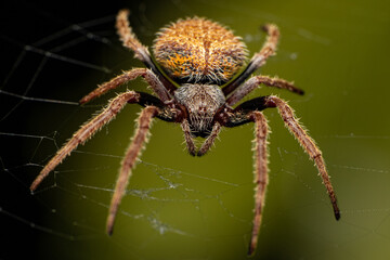 Tropical Orb Weaver Spider Up Close