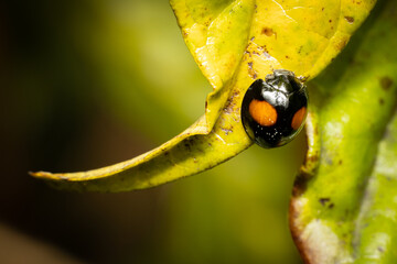 Two Dots on Dark Colored Ladybug