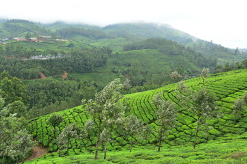 Beauty Of Munnar
