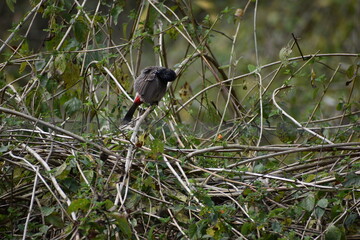 red winged blackbird