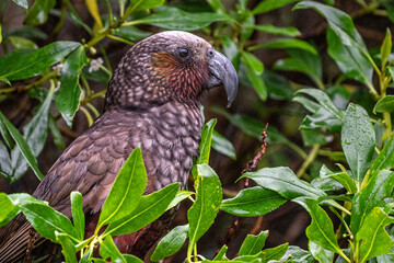 Kaka on Kapiti Island 